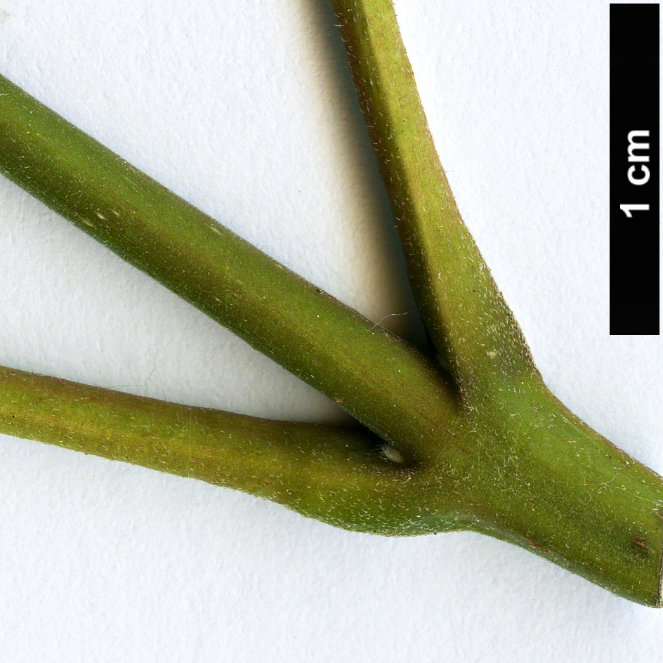 High resolution image: Family: Rutaceae - Genus: Tetradium - Taxon: daniellii - SpeciesSub: Hupehense Group